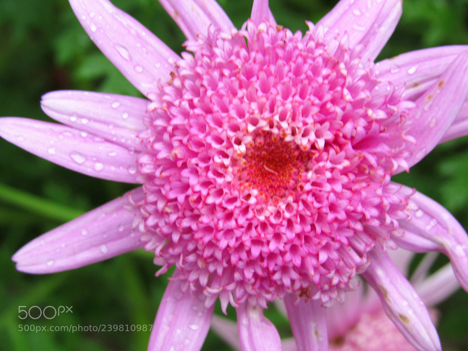 Canon PowerShot SX520 HS sample photo. Pink peru photography