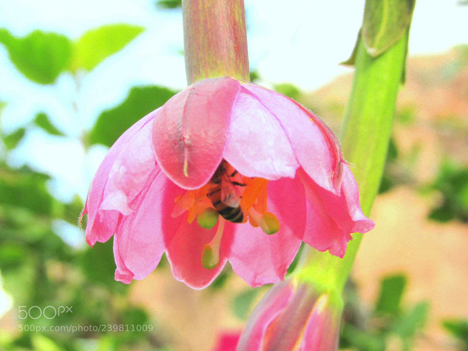 Canon PowerShot SX520 HS sample photo. Peru photography