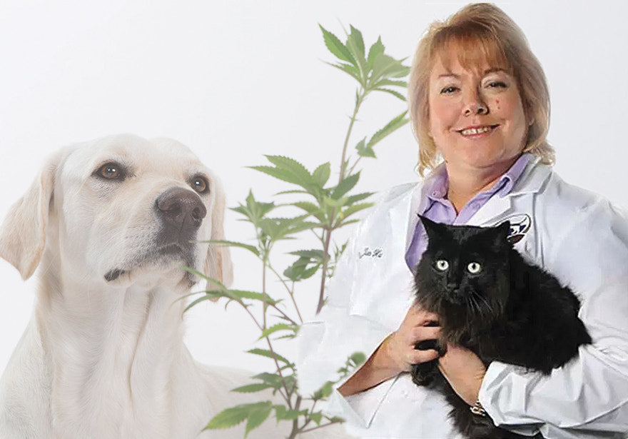 Using CBD Products To Treat your Dogs