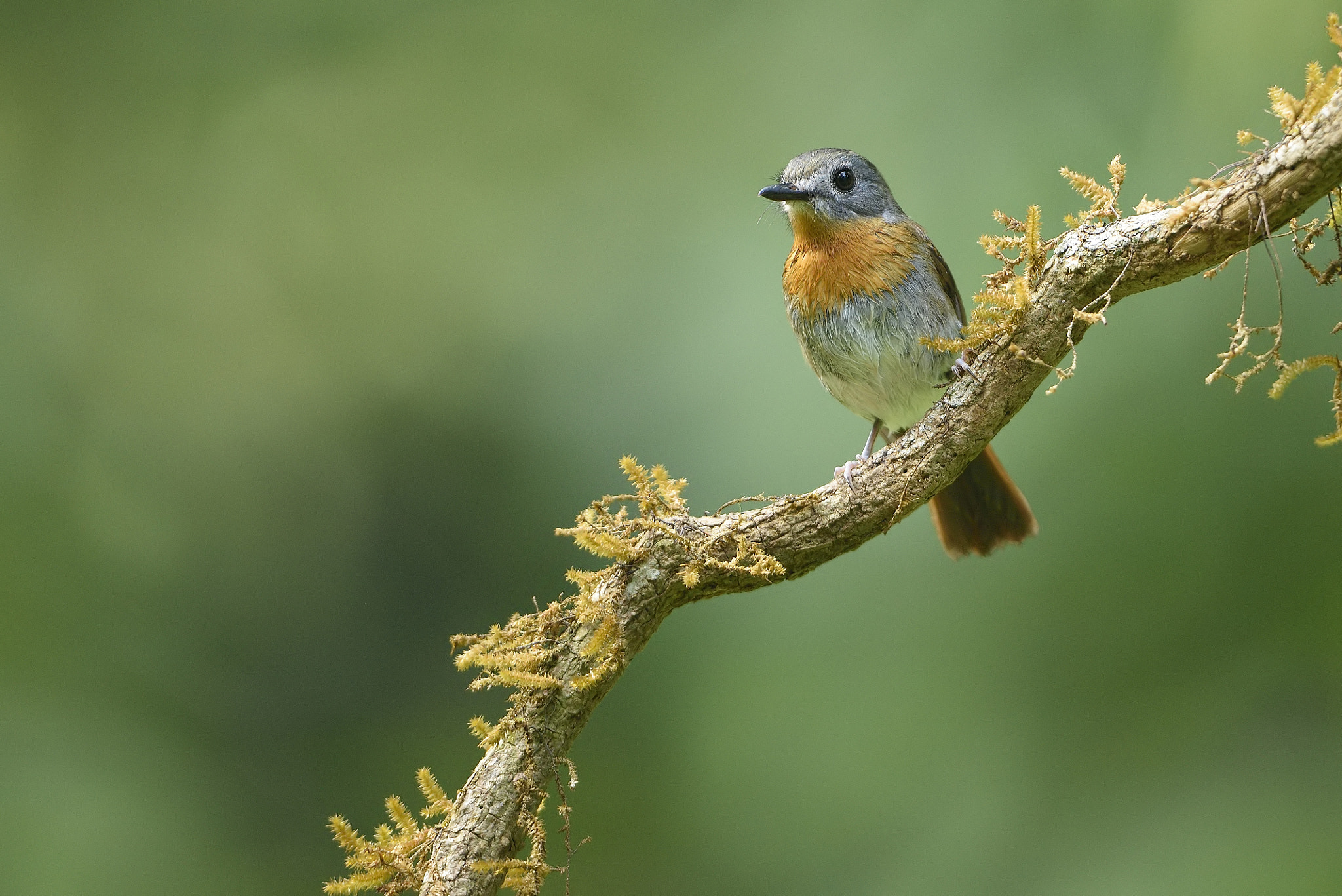 White Bellied Blue Flycatcher