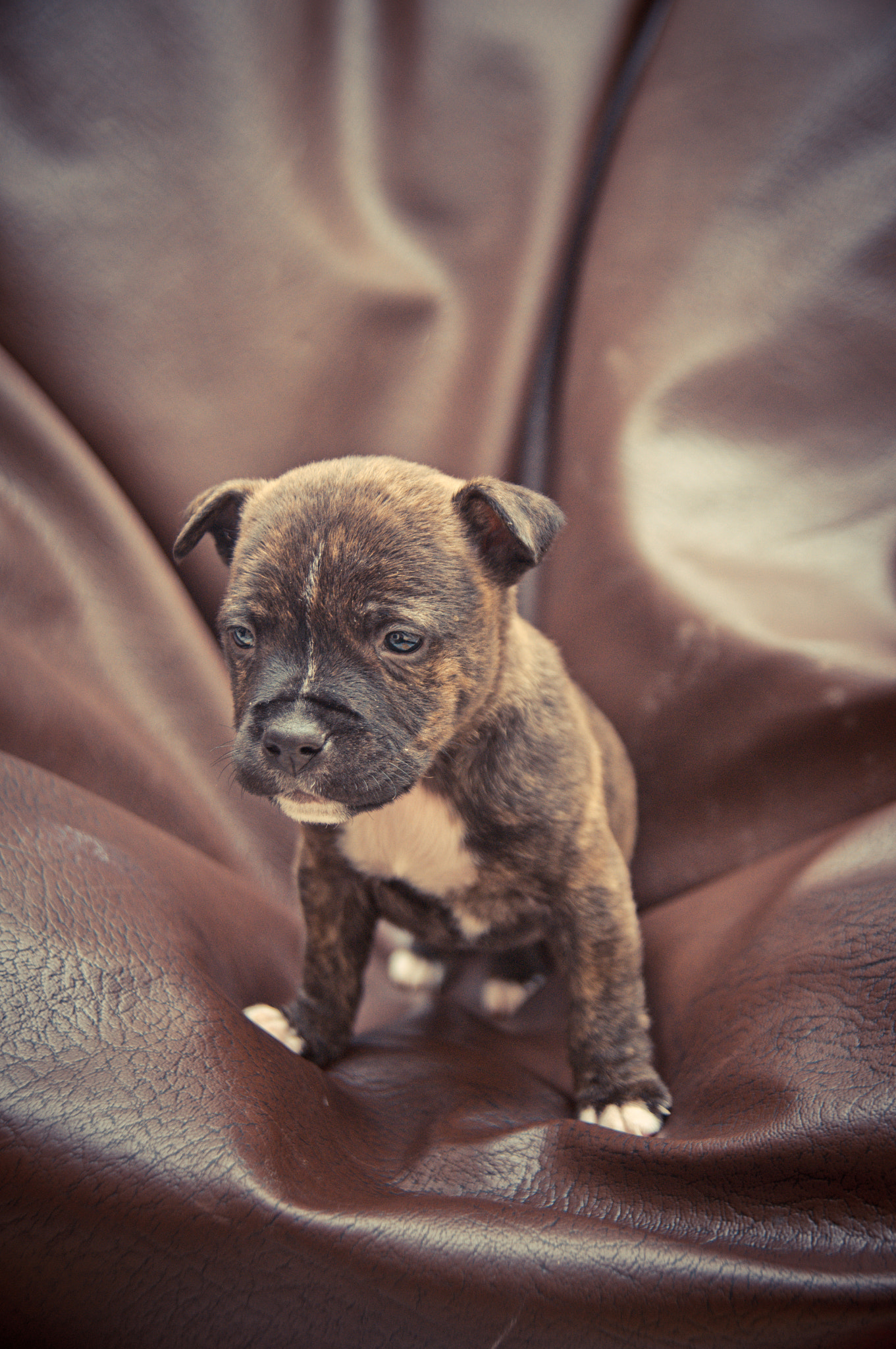 Puppy Love