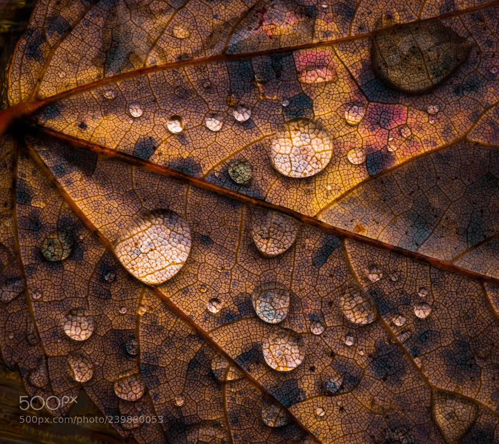 Nikon D800 sample photo. Rotten leaf photography