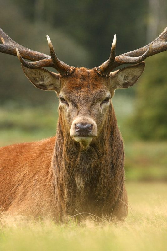 Angry Deer by Xiyu Phoon / 500px