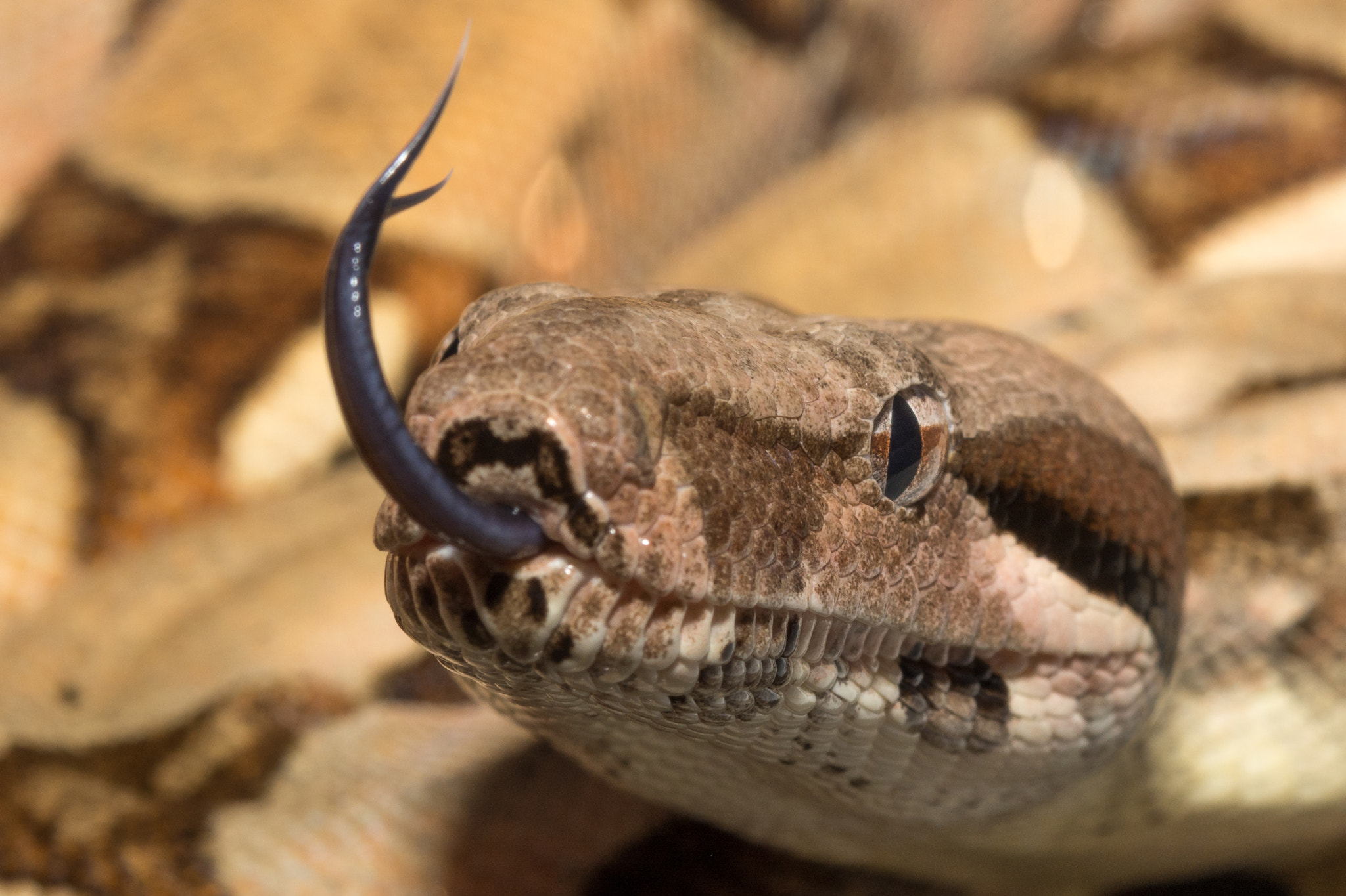 v2?sig=04d61b7aea220d850a67a1b221ea0b148