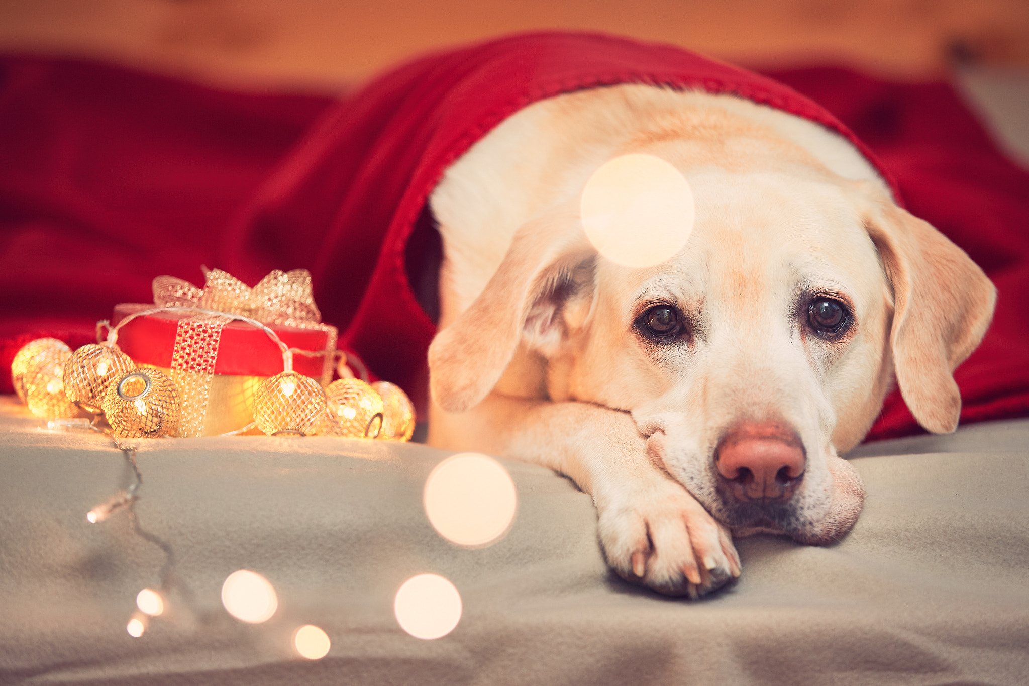 Celebrations with cute dog