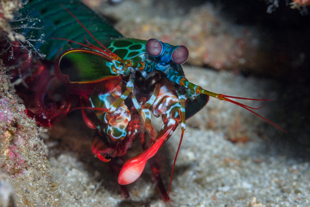 Mantis shrimp punch human: What does a mantis shrimp punch feel like