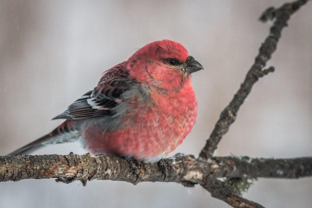 Pine Grosbeak, автор — Gordon Pusnik на 500px.com