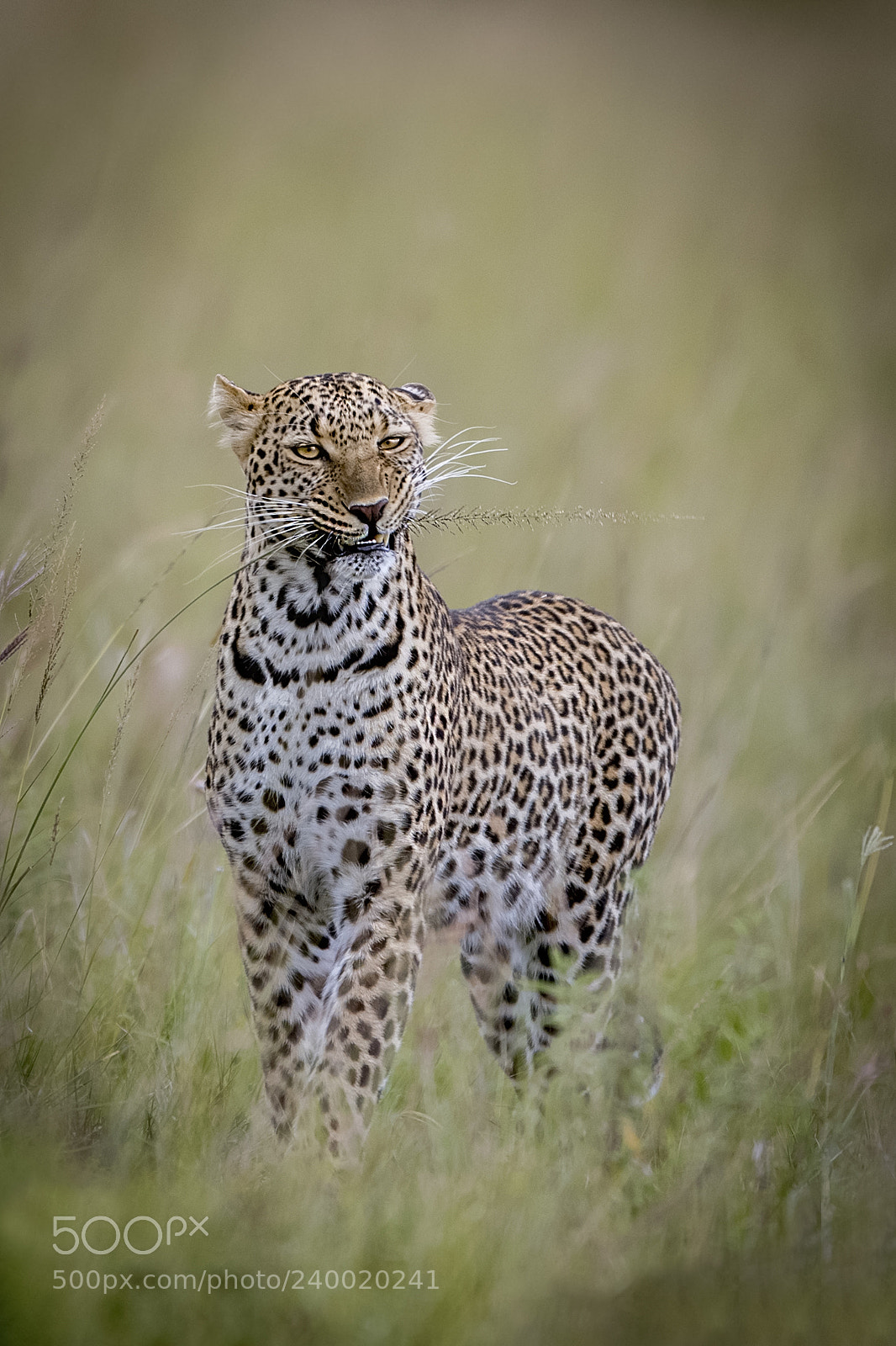 Nikon D5 sample photo. Leopard eating grass! photography