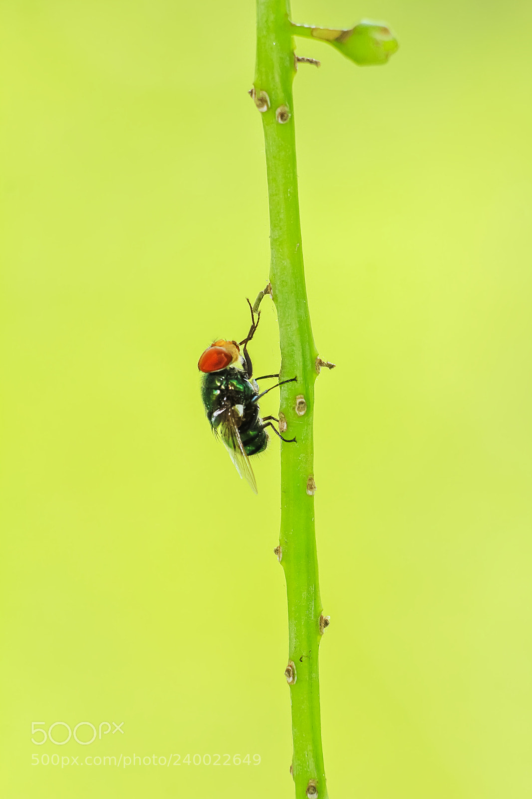 Canon EOS 60D sample photo. Bug macro photography