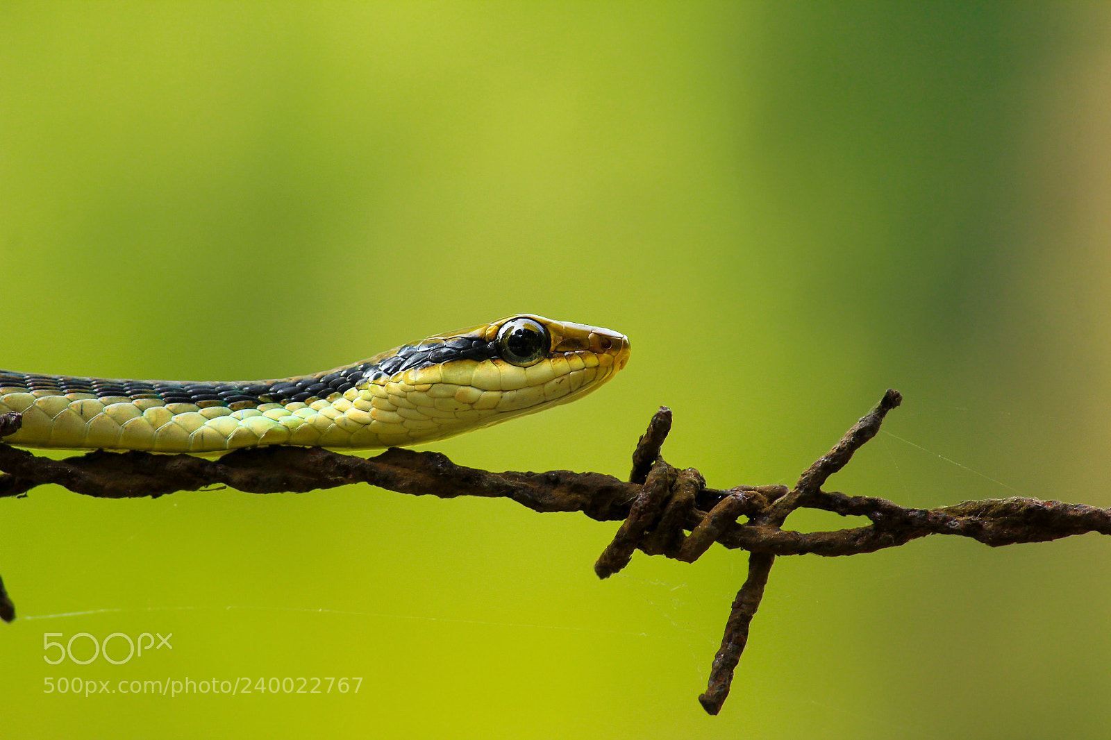 Canon EOS 60D sample photo. Painted bronzeback photography