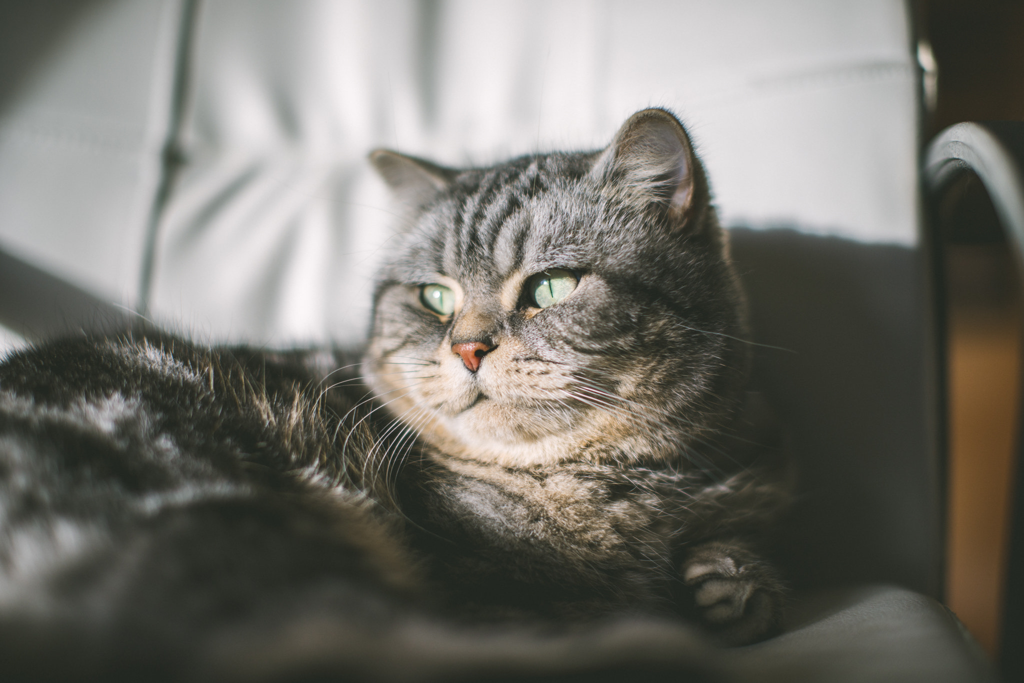 Katze