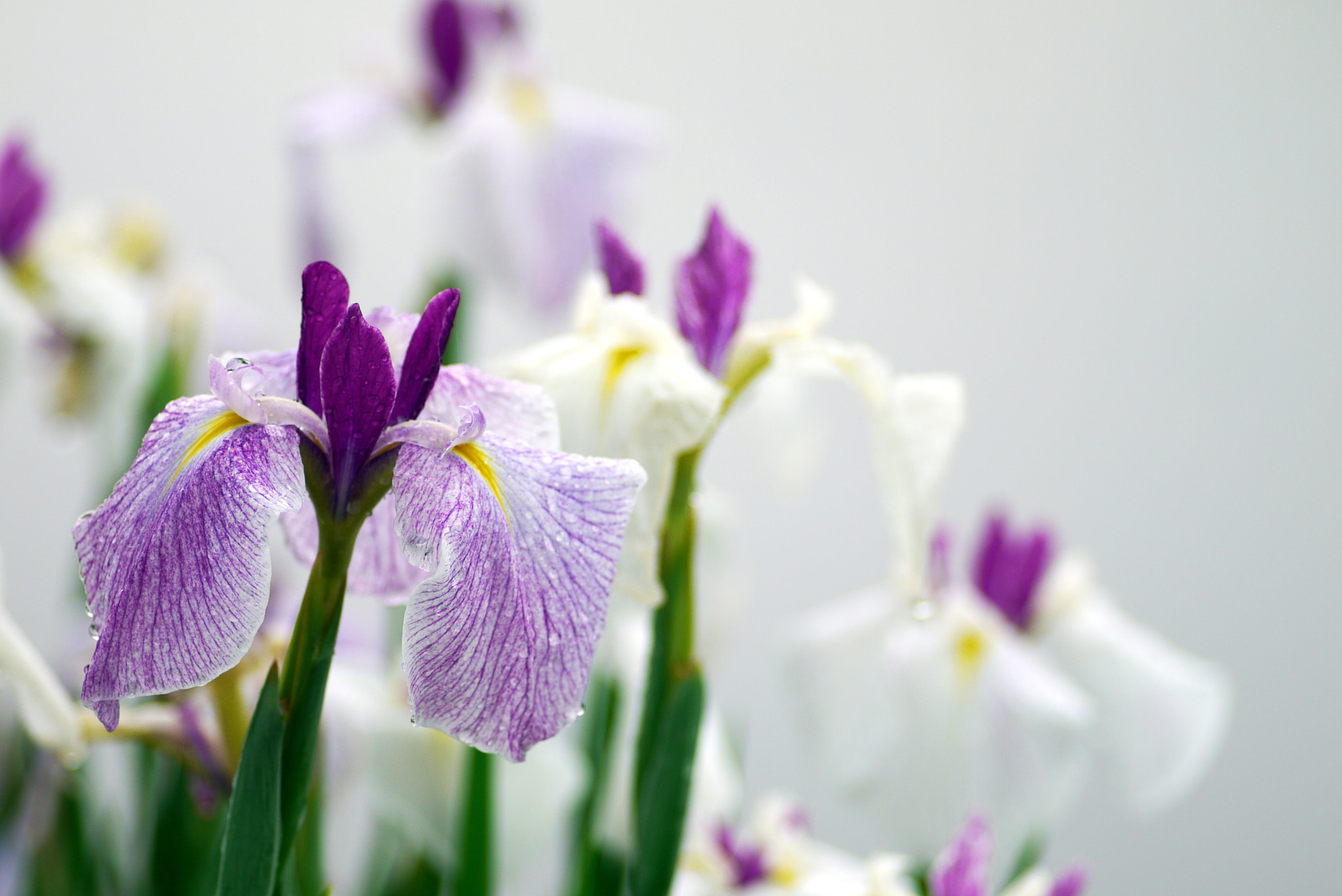 アヤメ　Ayame　Iris