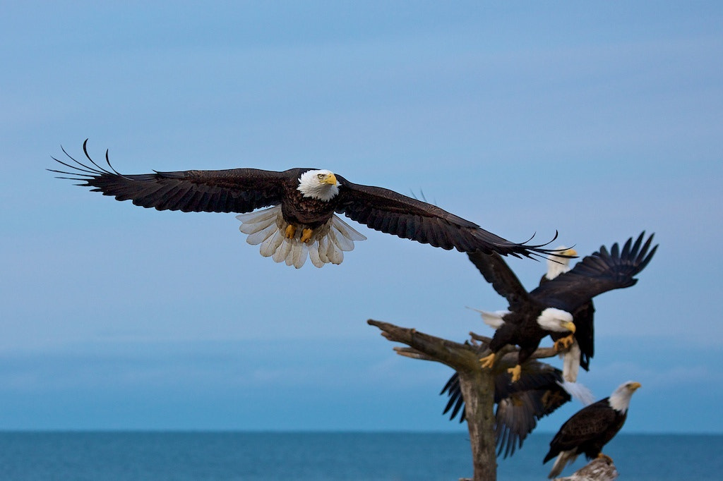 Soaring Around