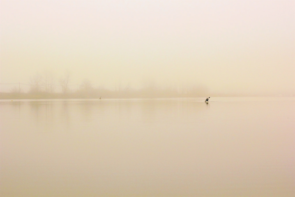 IN THE FOG -- 雾中游, автор — Li Zhao на 500px.com