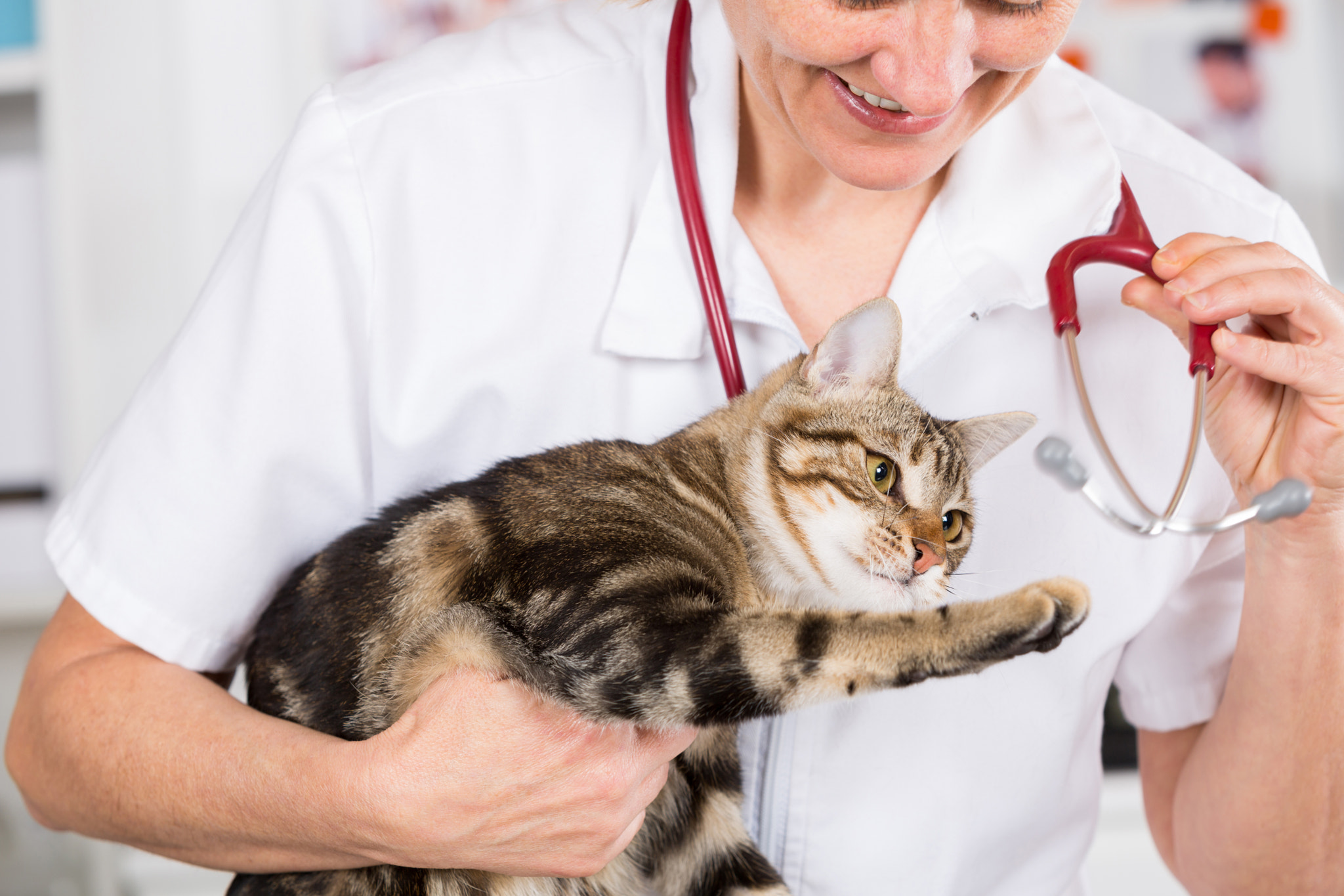 Veterinary clinic with a kitten