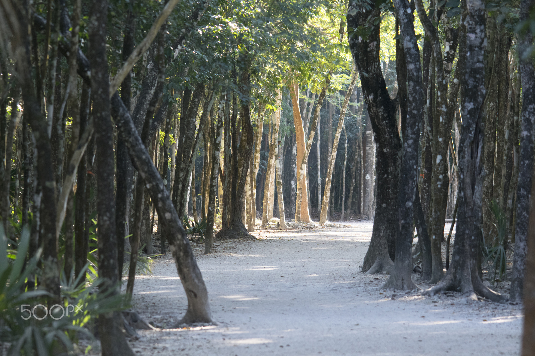 Magical forest at Cobá, Yucatan, Mexico