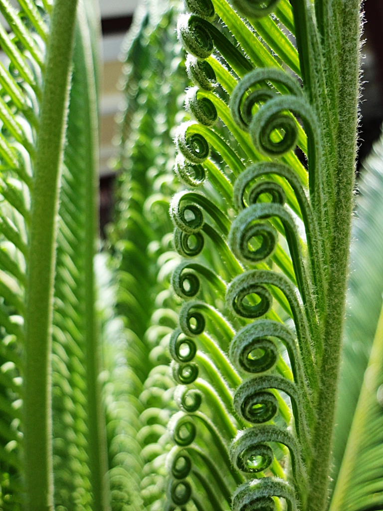 cycas new leaf de Onder SAHAN sur 500px.com