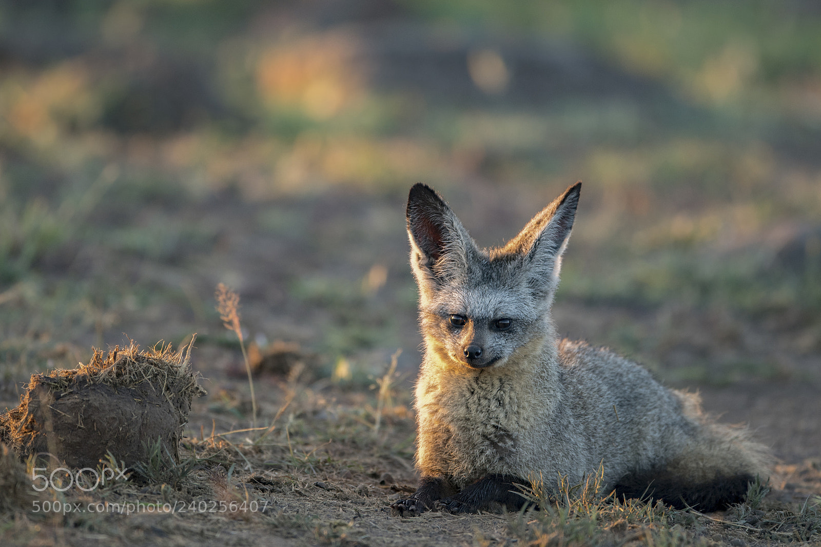 Nikon D5 sample photo. Bat eared fox photography