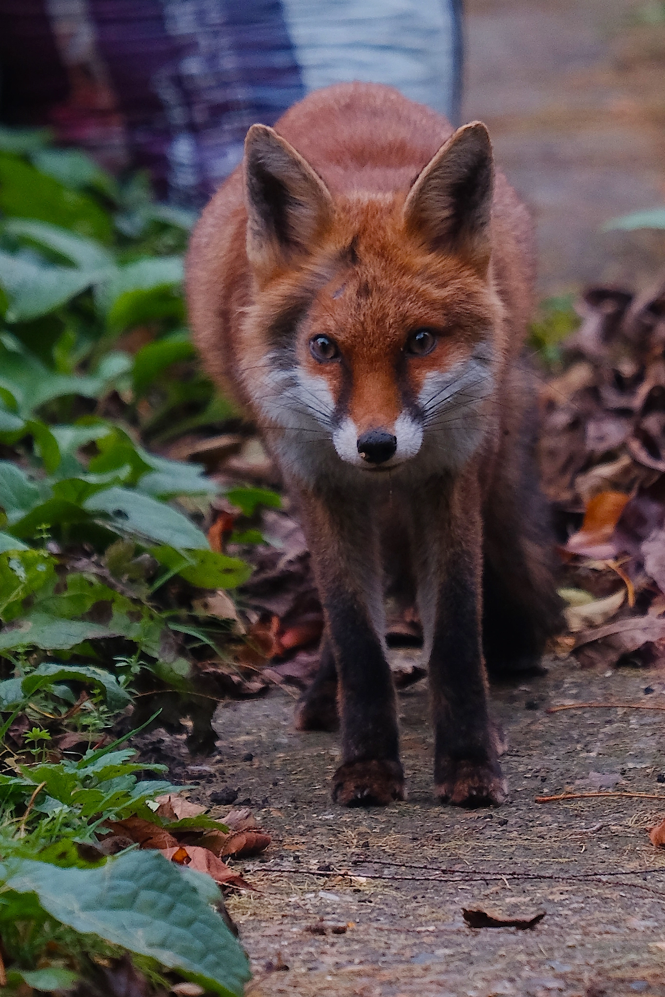 Urban Fox by Mick Hallam - Photo 240292931 / 500px