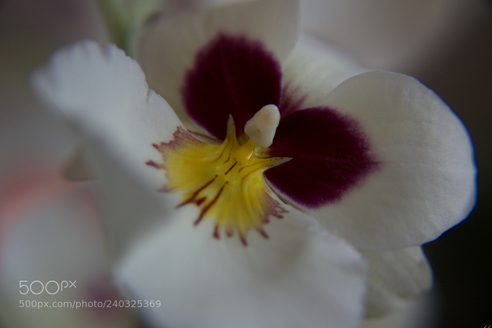 Nikon D3100 sample photo. Pansy-orchid... photography