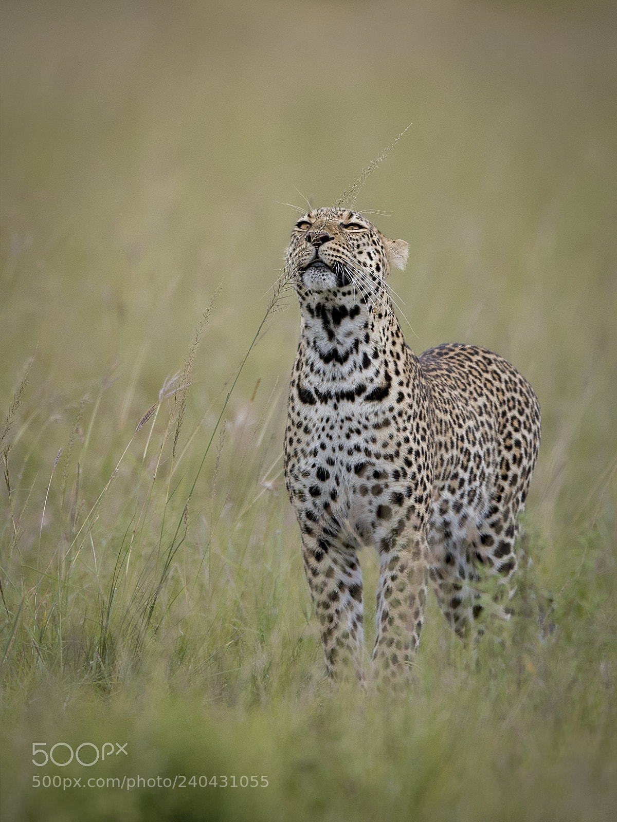 Nikon D5 sample photo. Leopard smelling grass :) photography