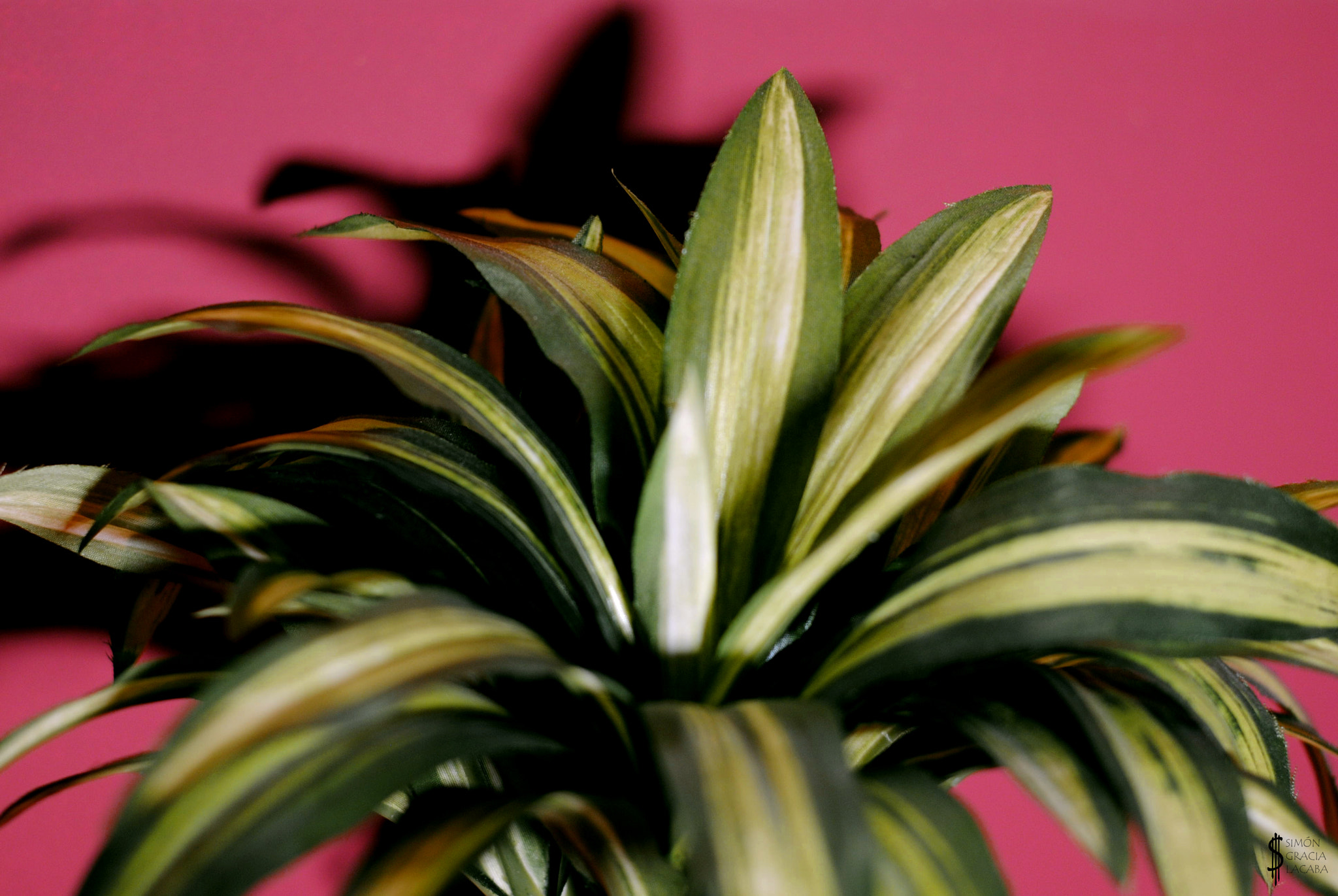 Houseplant