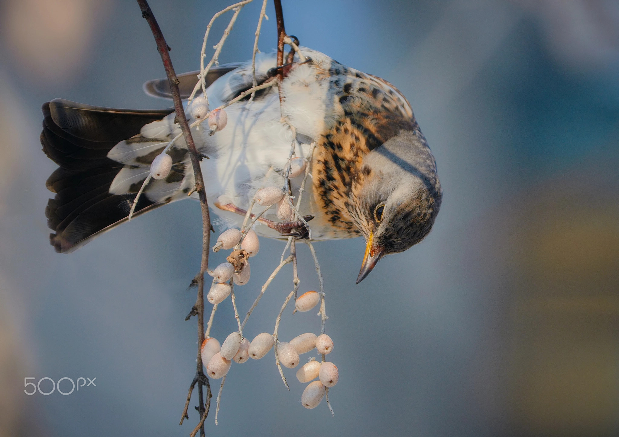Fieldfare in a sunny winter garden