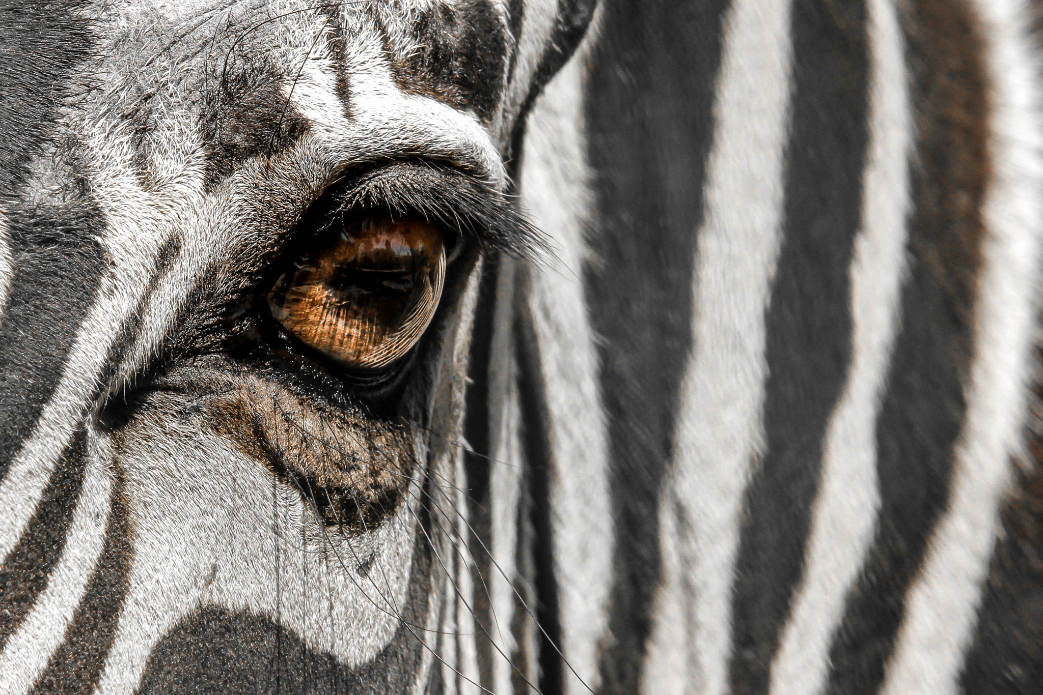 zebra eye by Mshary Alomairi Photo 24054095 / 500px