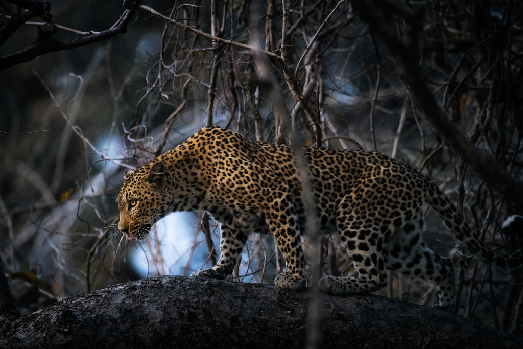 In the darkness by Chris Schmid on 500px.com