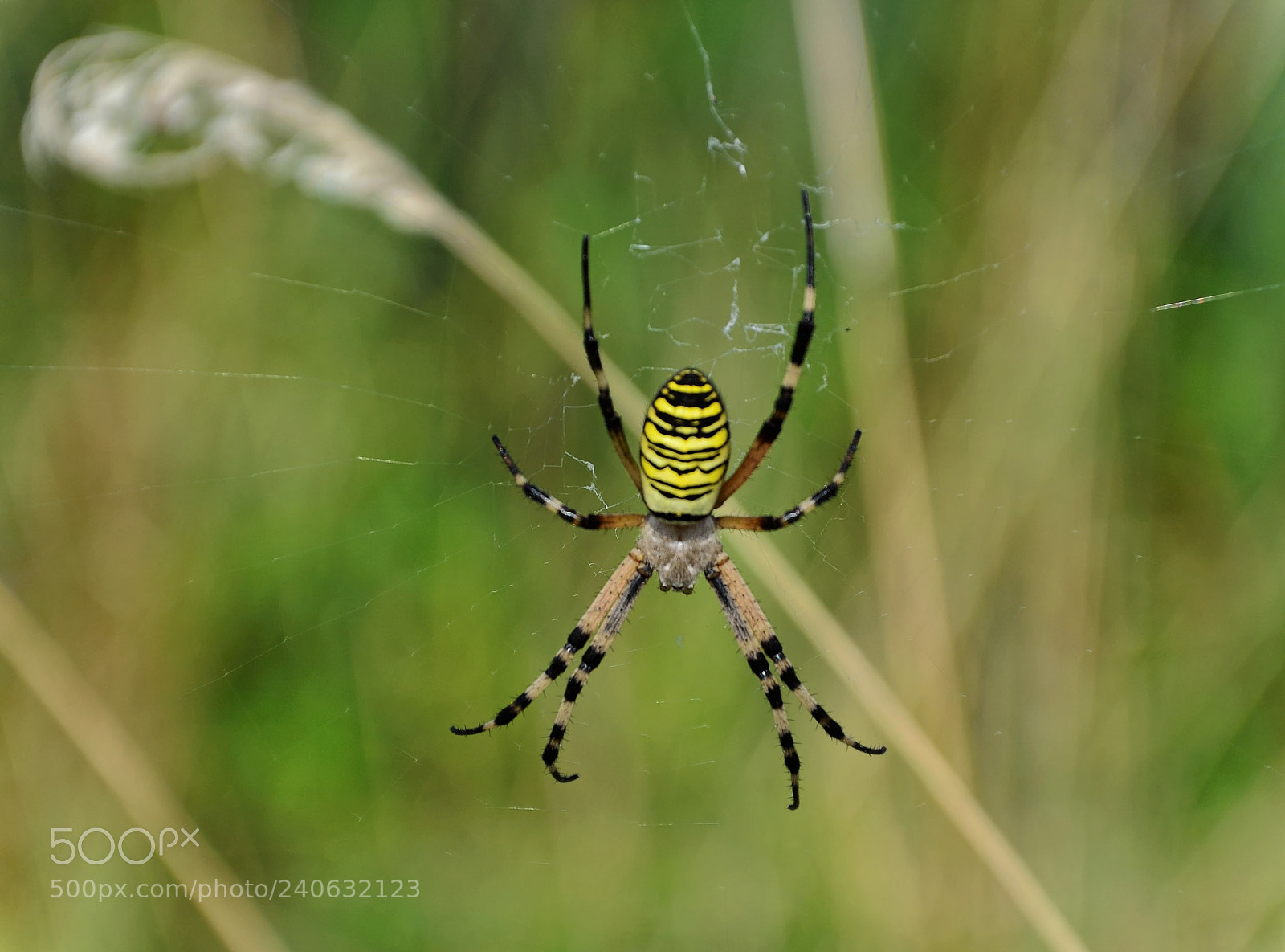 Nikon D5100 sample photo. Araignée argiope dxo photography