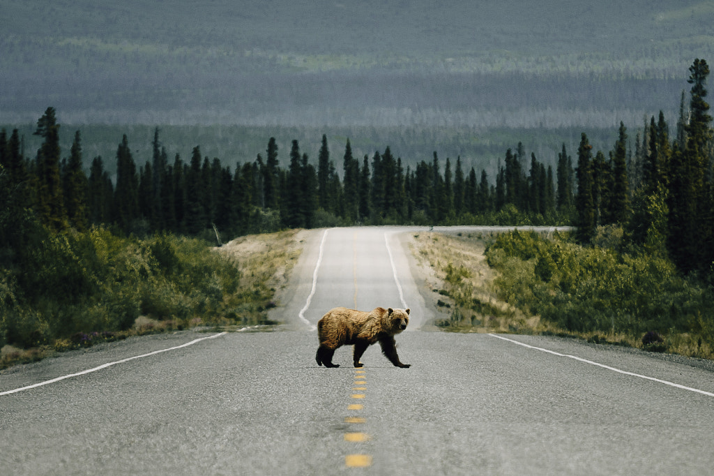 Bear Crossing. by Johannes Höhn on 500px.com