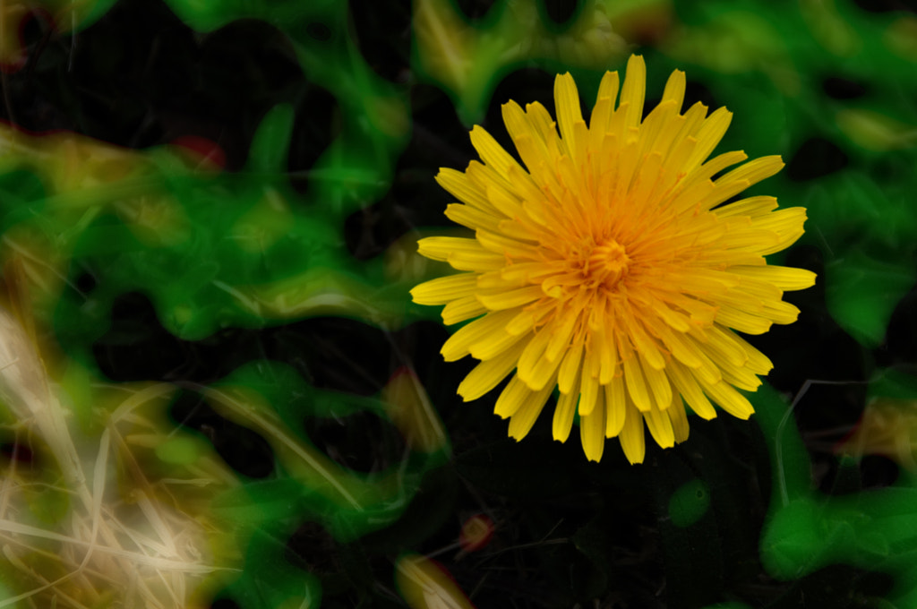 A Young Dandelion Dreamed of a Portrait by Amitabha Chakrabarti on 500px.com