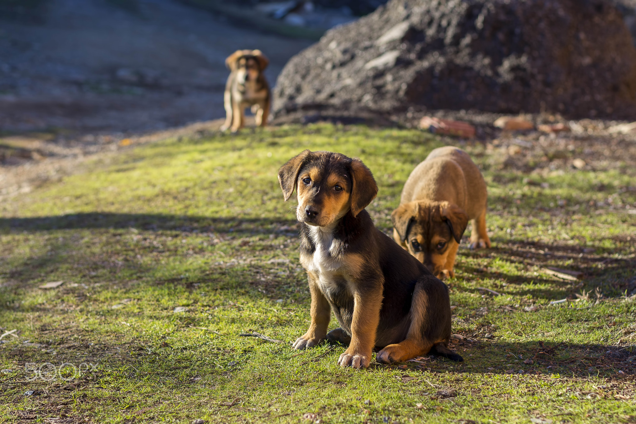 Puppy and the gang