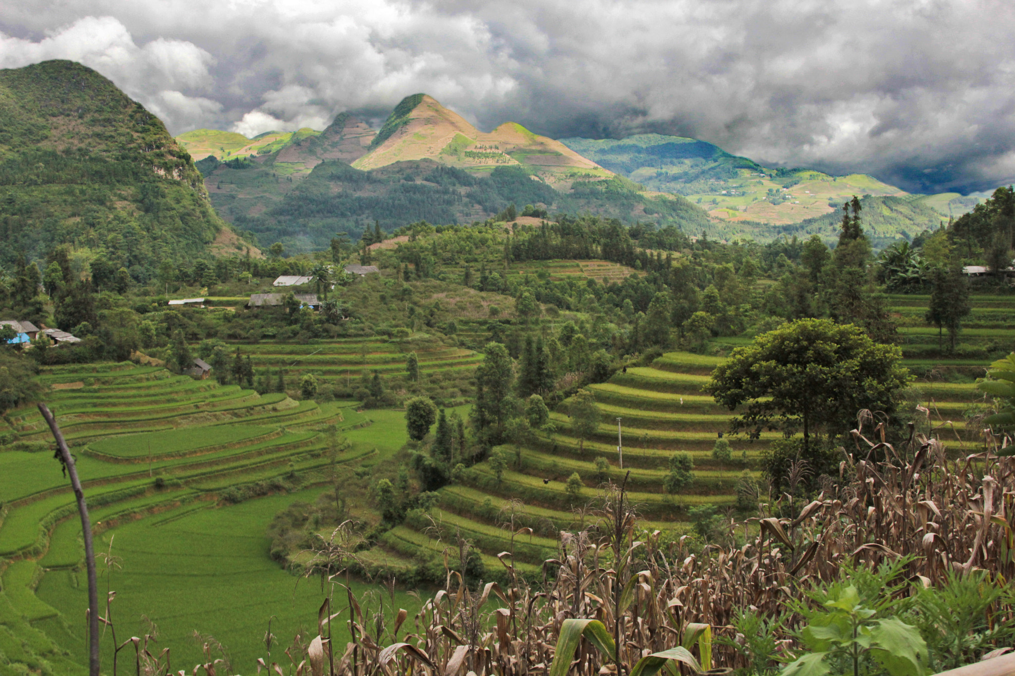 Terraced rice fields, Viet Nam