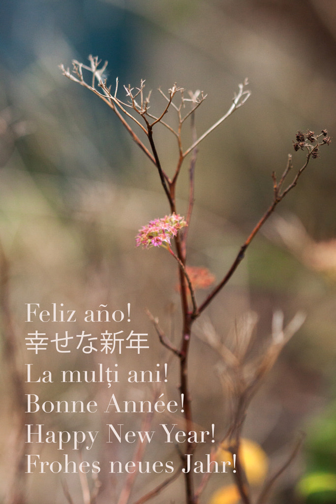 Bonne Année (Happy new year) de Christine Druesne sur 500px.com
