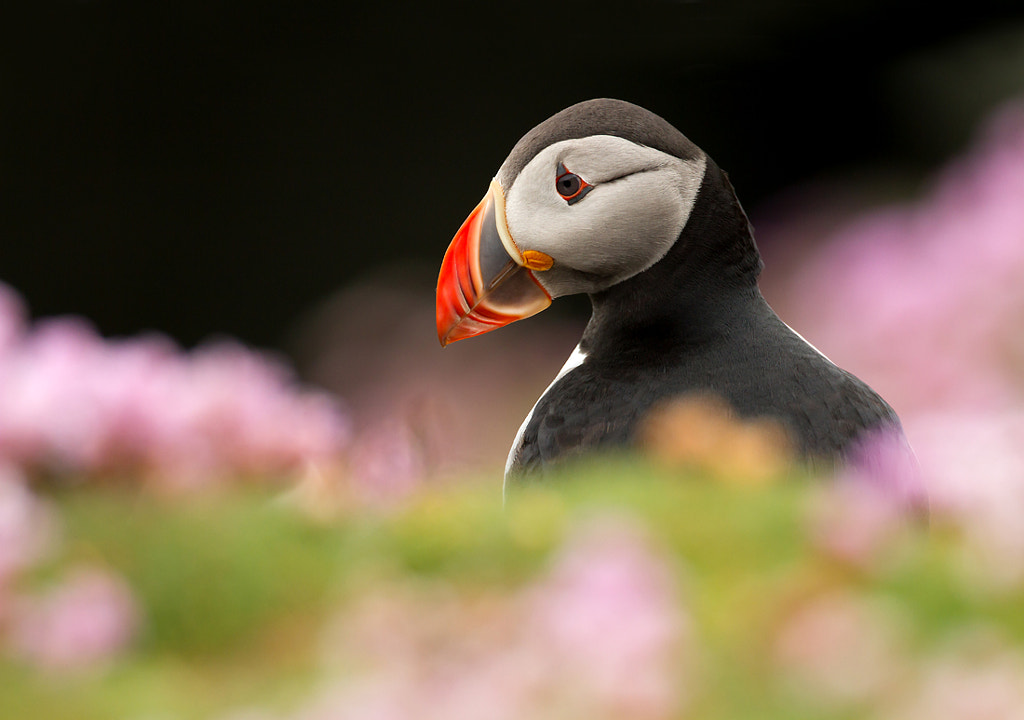 Puffin in Thrift by Dalia Kvedaraite on 500px.com