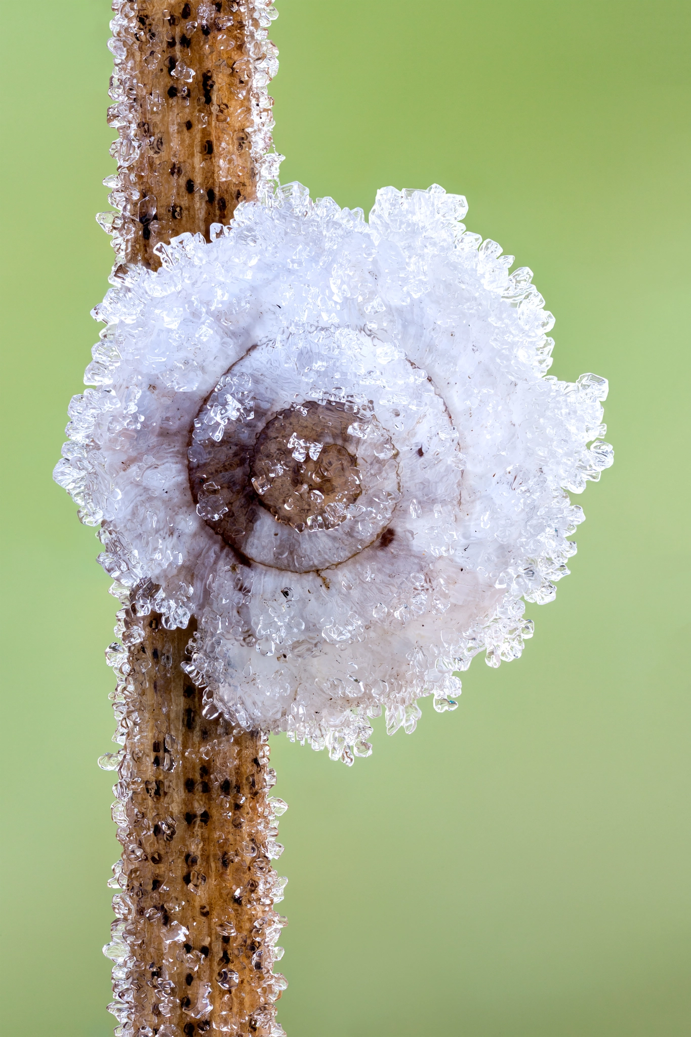 Land snail in Hibernation