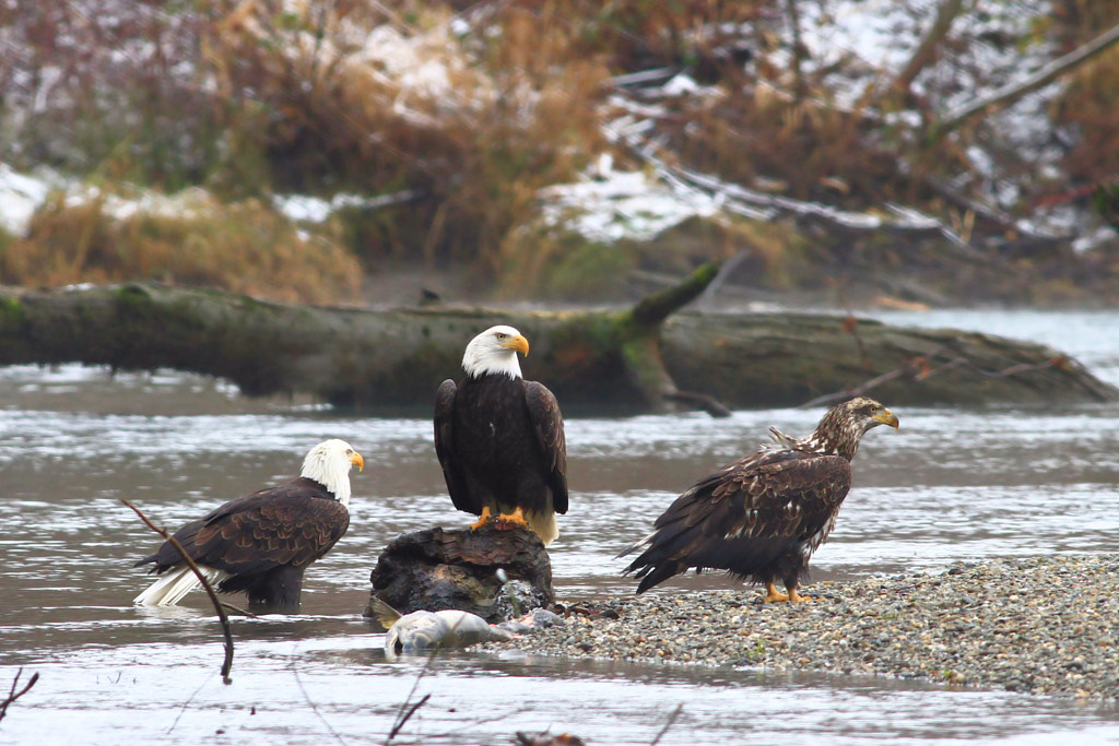 Bald eagles stand eating along a riverbank. 17 Species of Hawks in the United States