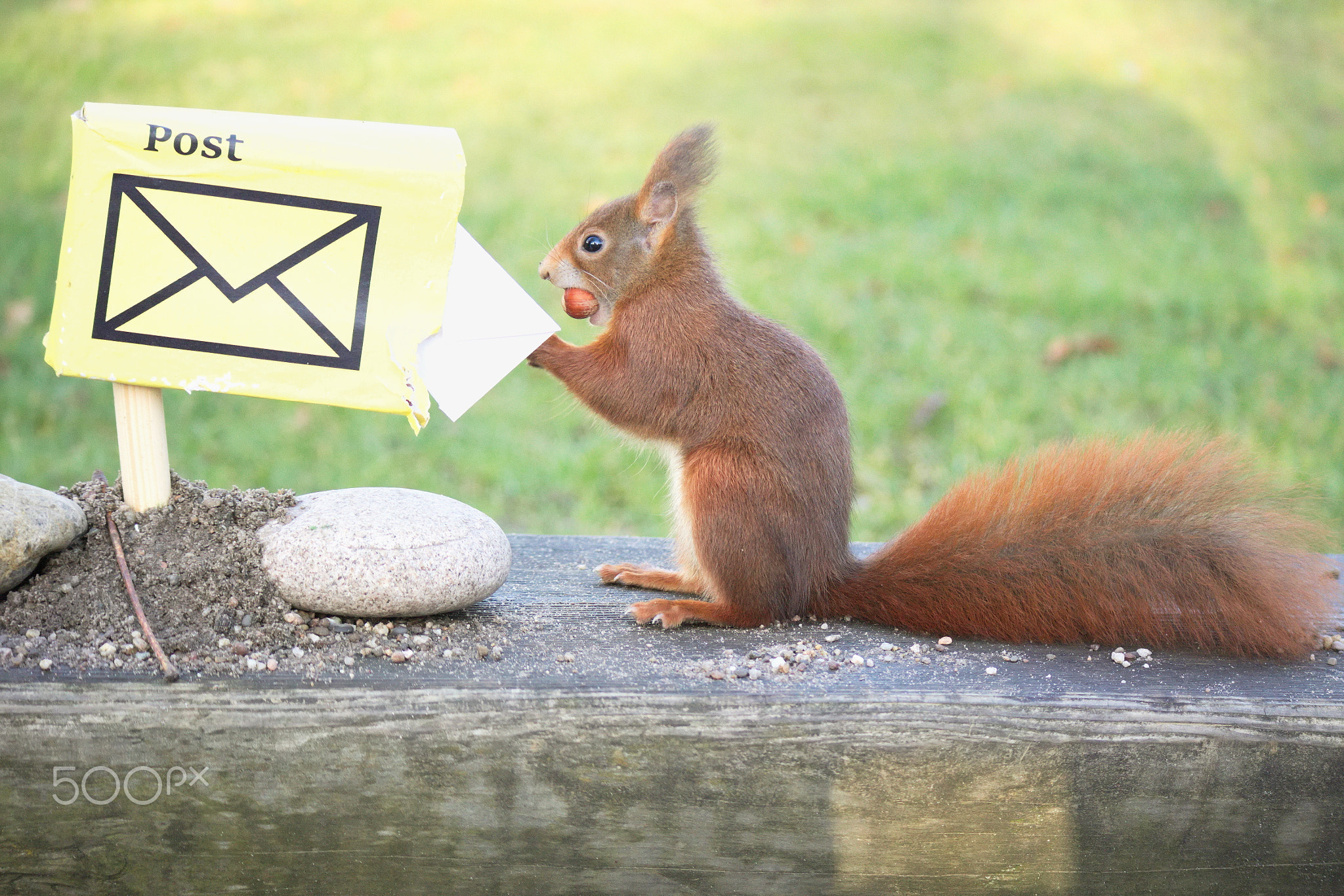 Squirrels don´t know E-mails