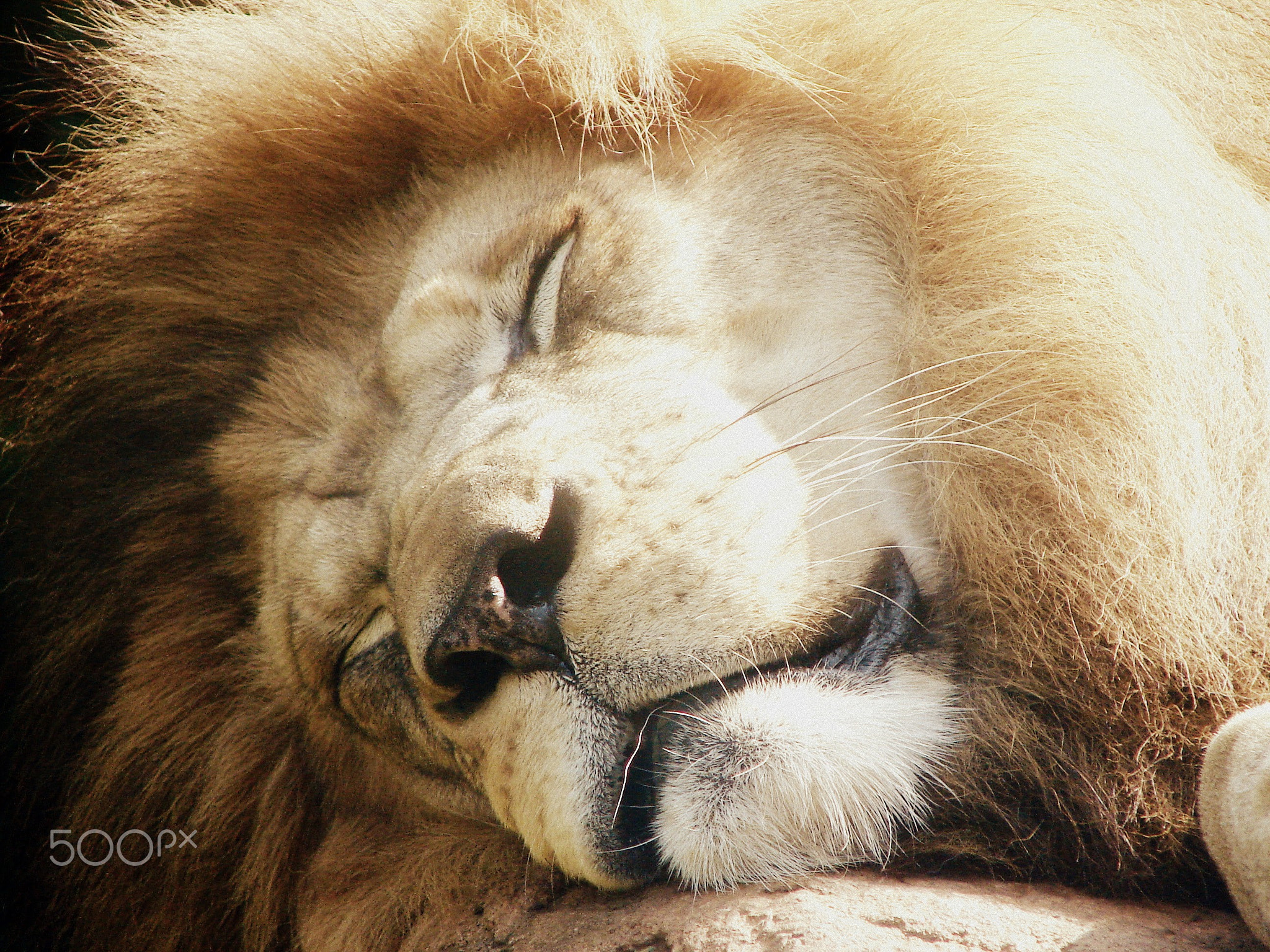 Lion of Judah
