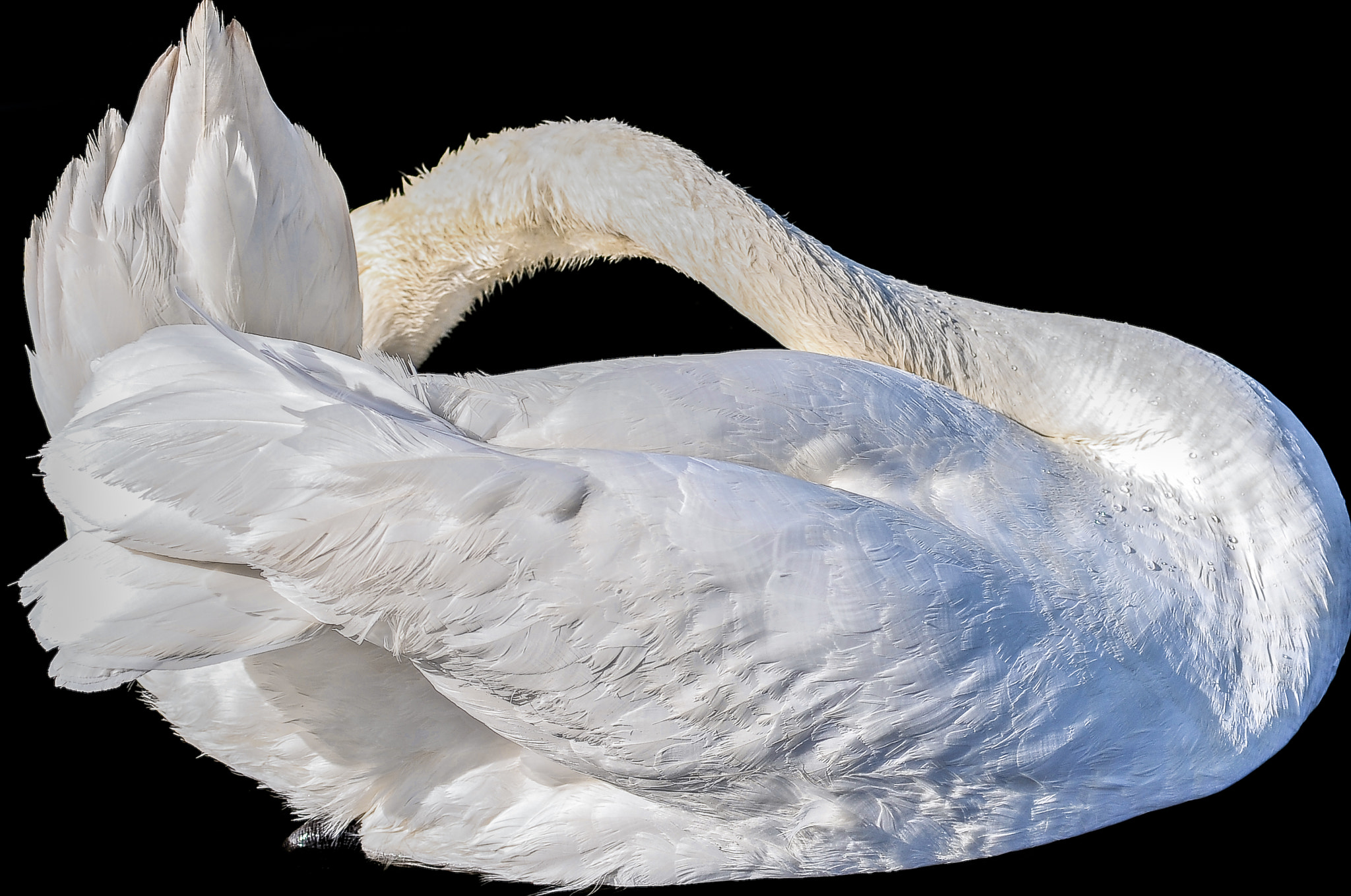 Swans. London, United Kingdom © Nora de Angelli / www.noraphotos.com