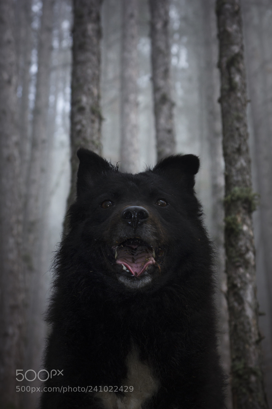 Canon EOS 550D (EOS Rebel T2i / EOS Kiss X4) sample photo. Pets () photography