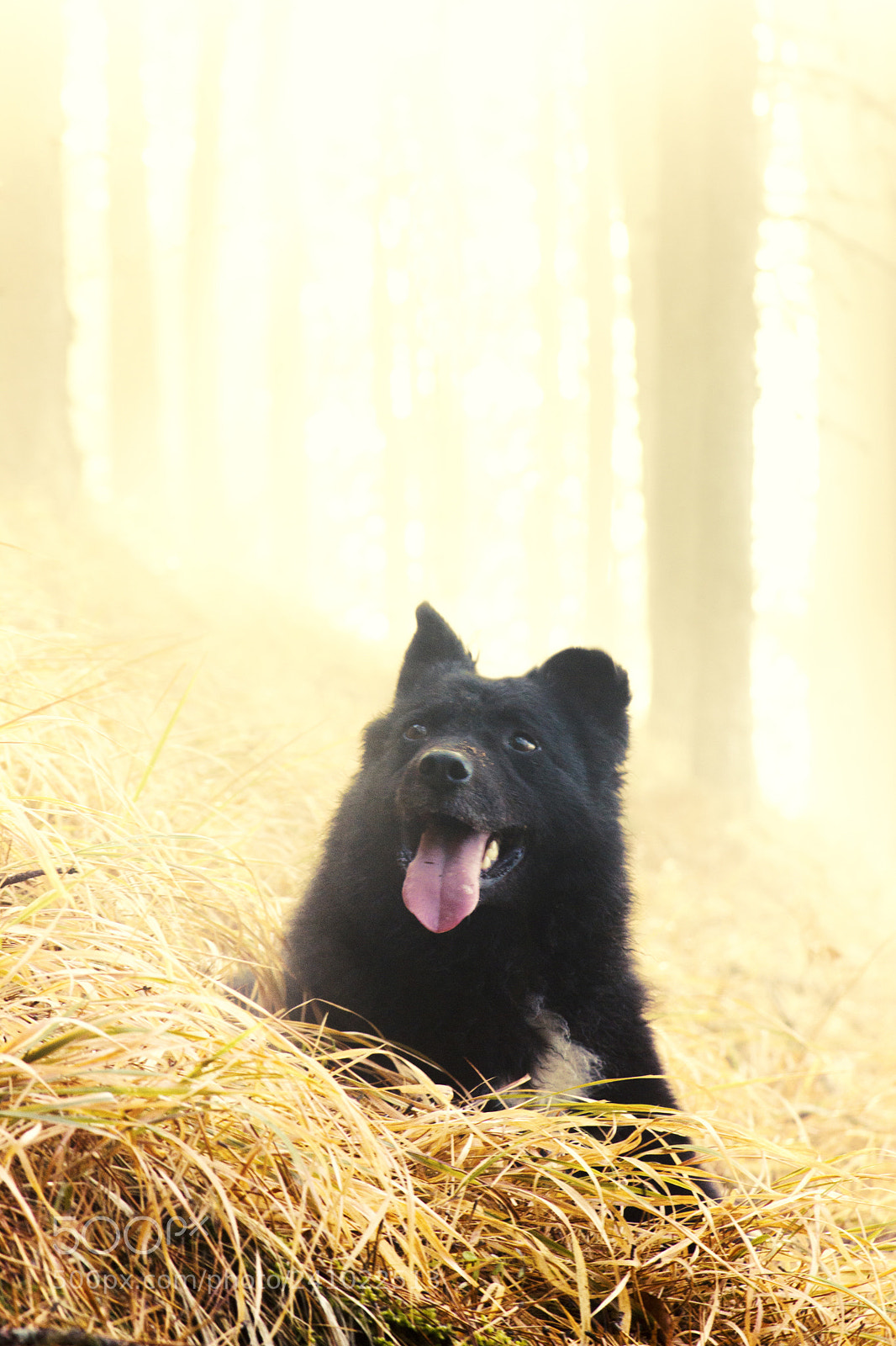 Canon EOS 550D (EOS Rebel T2i / EOS Kiss X4) sample photo. Pets () photography