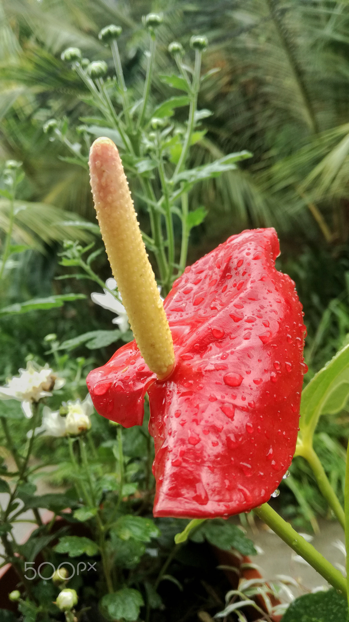 An anturium flower