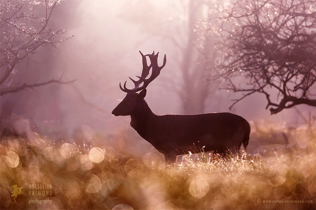 Fallow Deer Fairytale & Happy 2018! by Roeselien Raimond on 500px.com