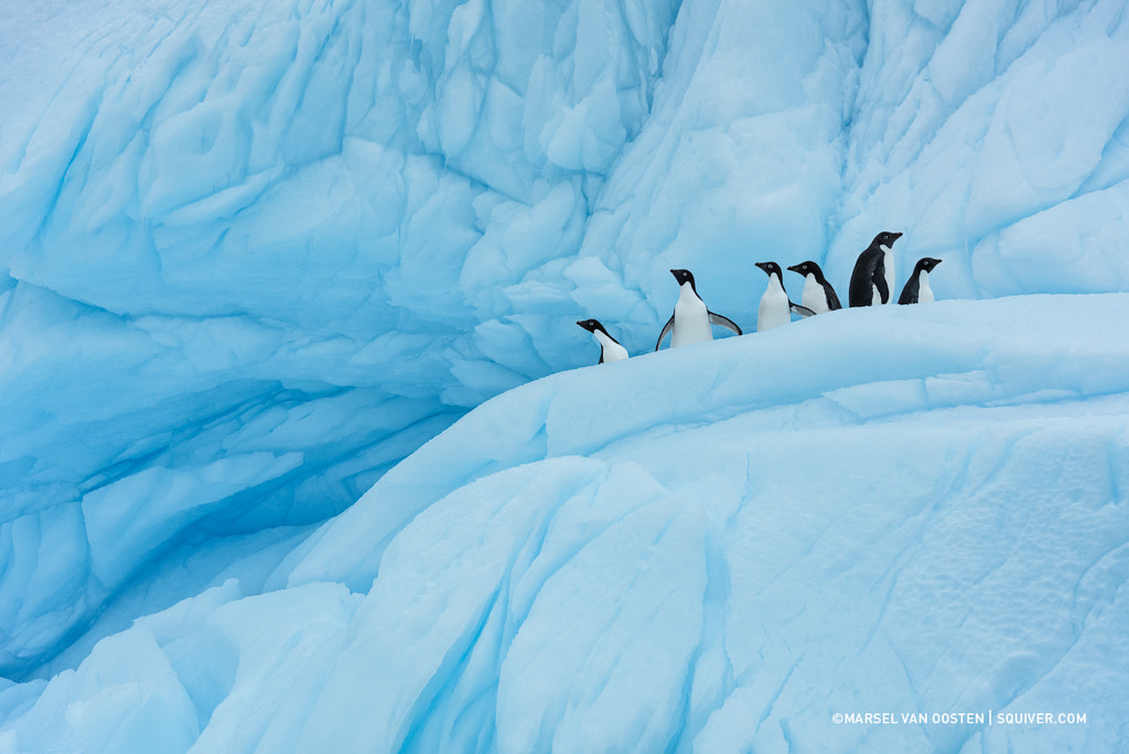 Happy 2018! by Marsel van Oosten on 500px.com