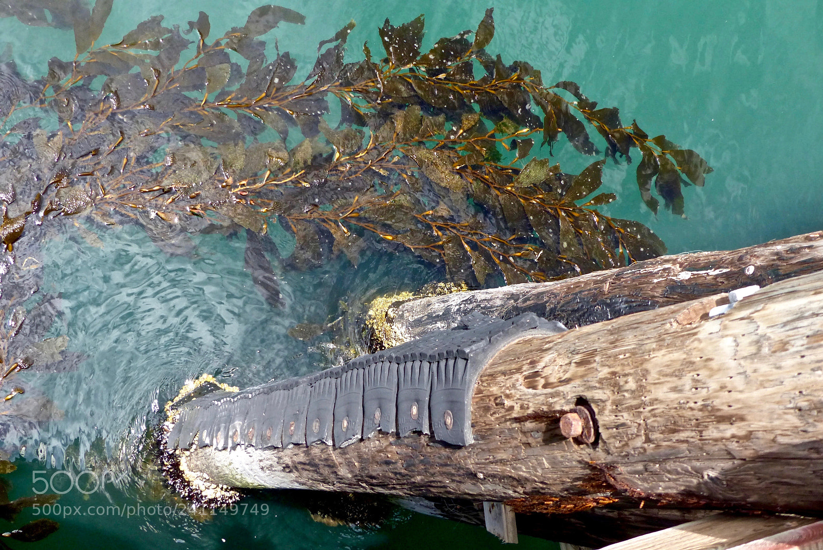 Panasonic Lumix DMC-FZ200 sample photo. Giant kelp swirls photography