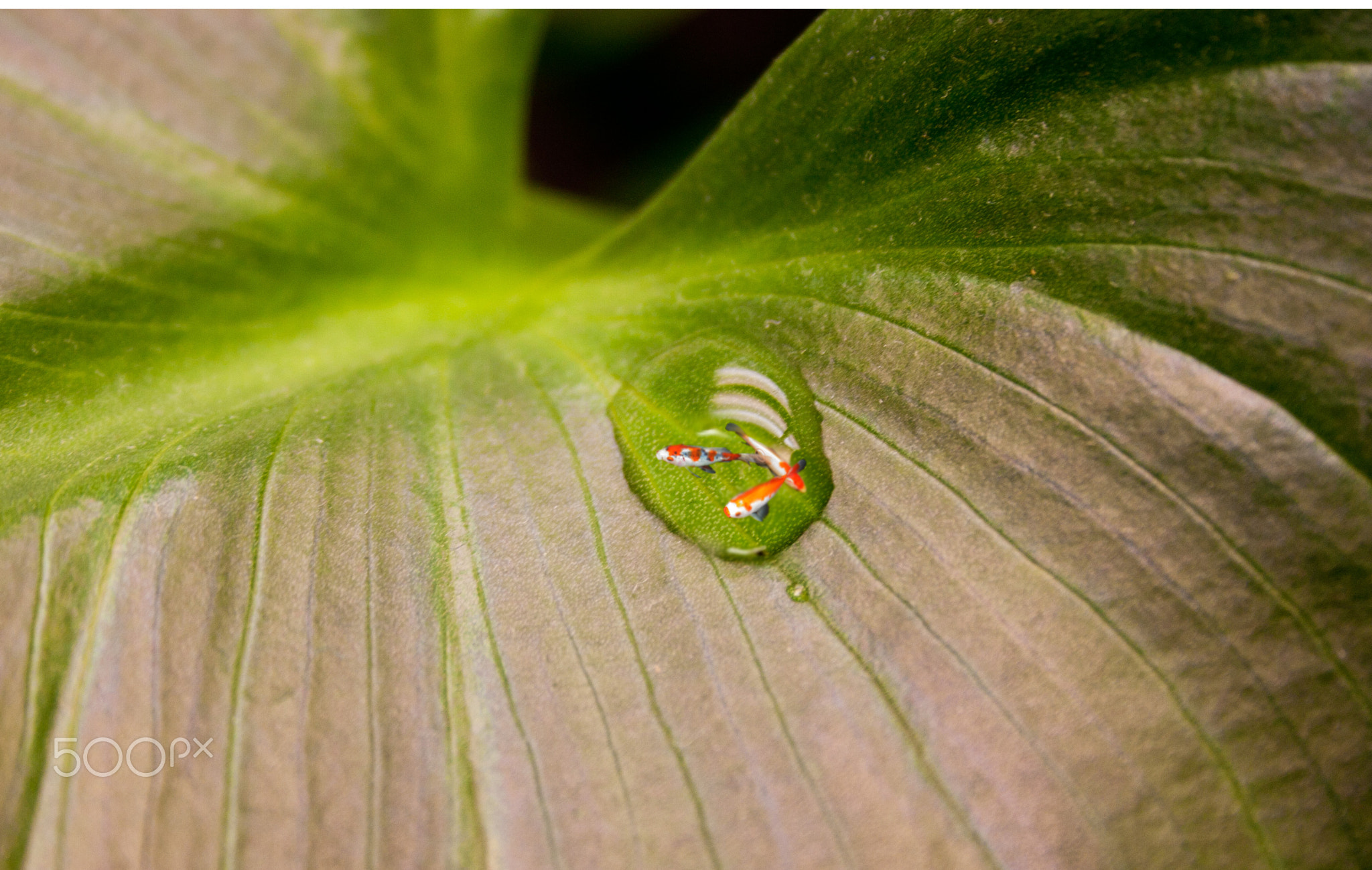 Fish on a Leaf