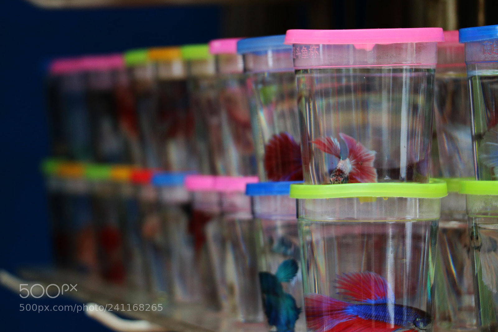 Canon EOS 760D (EOS Rebel T6s / EOS 8000D) sample photo. Busy street 07 - goldfish photography