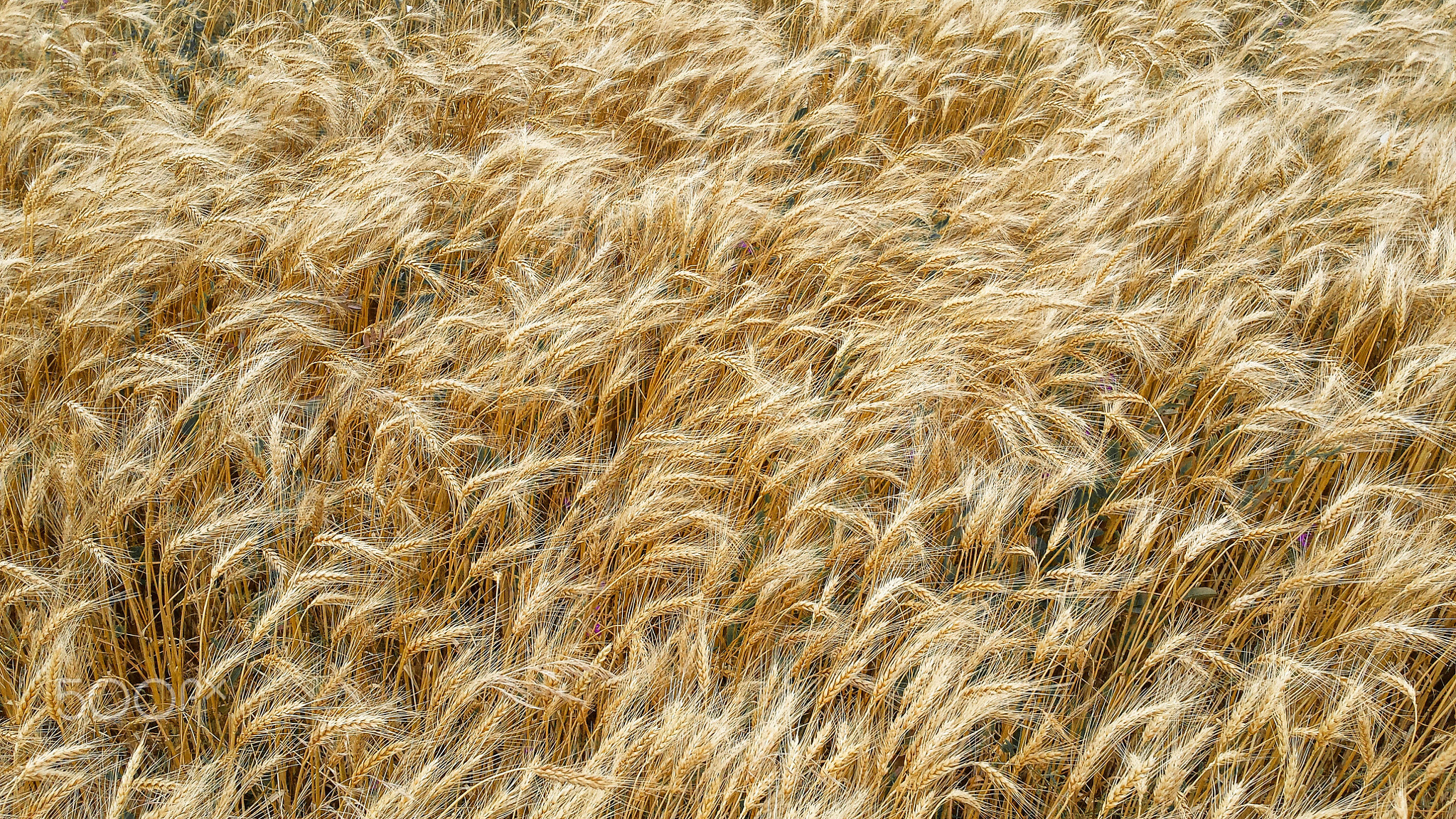 Wheat waves